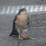 狩りを終えた「ハイタカ」 YOU本社に飛来 三重県の準絶滅危惧種