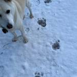 名張市でツキノワグマの足跡発見 集落まで150メートル 市が注意喚起