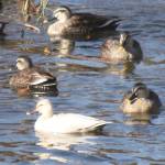 名張川に珍客 白いカルガモ 遺伝子の突然変異か