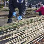 奈良・唐招提寺に送る女竹を伐採、選別 うちわまきの宝扇の材料 名張市