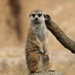 段ボールに「ミーアキャット」 保護され伊賀署へ