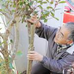 枝2本くっついた「連理木」 撤去のはずが「このままで」 名張の山内さん