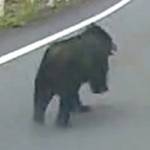どうする?熊に出会ったら… 名張で目撃や足跡発見「ツキノワグマ」