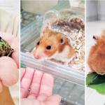 らぶペット 7人家族と6匹のペット 名張の梶木さん家族