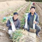 発見!伊賀ブランド 甘み蓄えた「芭蕉ねぎ」