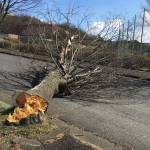 街路樹、根元から倒れ道路塞ぐ 名張中央公園で