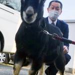 迷(めぇ)~! 迷子の黒ヤギ 自らパトカーに乗り込み名張署へ