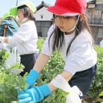 「いっぱい取れたよ」児童がナバナ摘み取り体験 名張の錦生赤目小