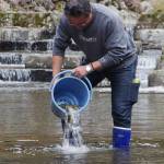 滝川にアマゴ放流 渓流釣り18日解禁 名張川漁協