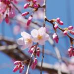 シダレザクラほころぶ ハクモクレンは満開 名張藤堂家邸跡