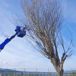 「倒木の危険」街路樹のケヤキ3本伐採 名張中央公園