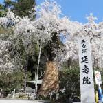 樹齢400年のシダレザクラ見頃 夜にライトアップも 名張・延寿院