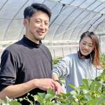 二人三脚で育てるイチゴ 「奇麗な星が味の決め手」 伊賀の北川さん夫妻