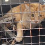 トラバサミで大けがの猫保護 原則使用禁止の鉄製わな 伊賀市で