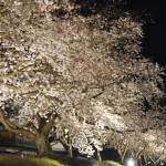 三重県で桜が開花 伊賀名張と近隣の花見イベント