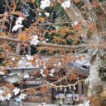 神聖な境内で不思議現象 サルスベリの木からヤマザクラ開花 伊賀市