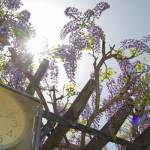 伊賀市で今年初の夏日 28・7度観測