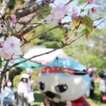 「花垣の八重桜」見頃 4年ぶりに観桜会 伊賀市予野で