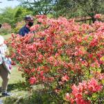 ツツジ鮮やか 赤やピンクの花 伊賀市の余野公園