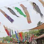 大空泳ぐこいのぼり 「豚のぼり」も 伊賀・モクモクファーム