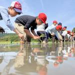 児童が田植え体験「どんな味になるか楽しみ」 名張・薦原小