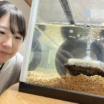 オオサンショウウオが名張市役所に登場 「生きた化石」秘書室前で展示