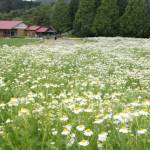 カモミール見頃迎える 伊賀市のメナード青山リゾート
