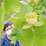 街路樹ユリノキ見頃 夏の訪れ告げる 名張市希央台