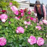 色鮮やかなバラ 動植物好き 伊賀の杉本さん