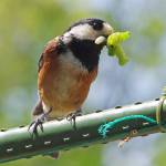元警察官のヤマガラ愛 防犯カメラ駆使し「ひな守る」 名張の杉本さん