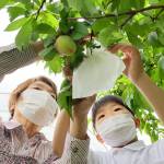 おいしい桃になぁれ 児童が袋がけ 名張市の箕曲小