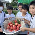 赤く熟した実がいっぱい 児童が校庭の桃収穫 名張市の箕曲小