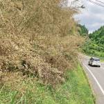 120年に1度?名張市で竹開花 「枯れてる?」住民驚き