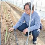 伊賀ブランド 作付面積、年々拡大 アスパラガス