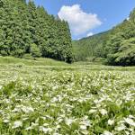 半夏生園でミニマルシェ 奈良・御杖村で13日から