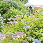 境内と裏山に1000株 25日に「あじさい祭り」 名張市の弥勒寺