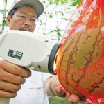 非破壊測定し糖度明示 風農園の「空中栽培」スイカ 名張市