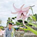 大輪ササユリ今年も 20年以上見守る 伊賀市の稲林さん