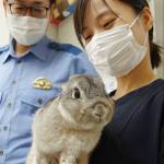 卯年も半年、迷子ウサギ保護 名張署で元気にピョン 署員の心癒やす