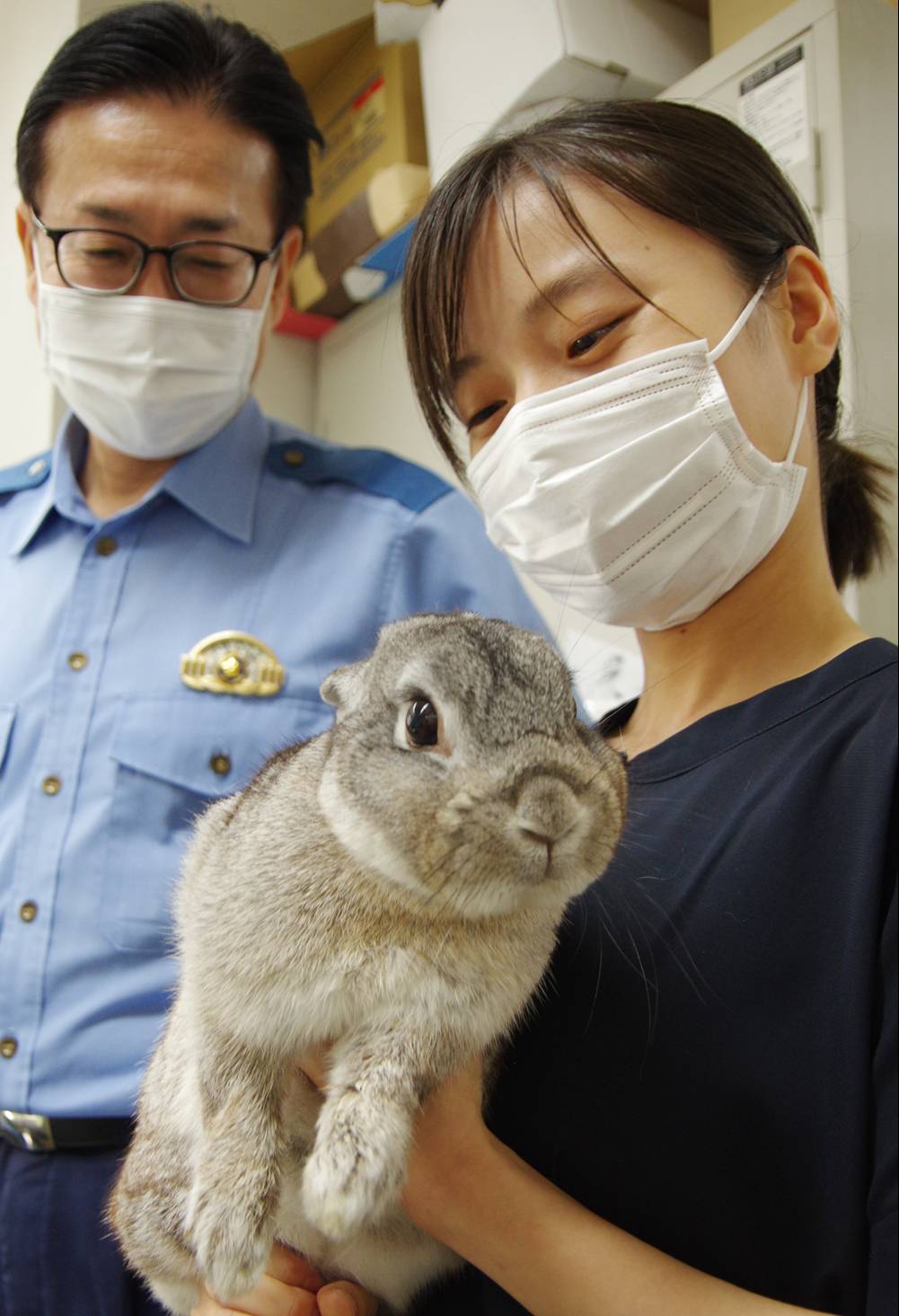 卯年も半年、迷子ウサギ保護 名張署で元気にピョン 署員の心癒やす