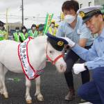 ウマく運転してね ポニーが交通安全呼び掛け 名張署管内で出動式