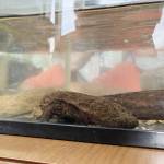 「猫より可愛い!」オオサンショウウオが教室の人気者に 名張・錦生赤目小