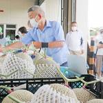 特産の「美旗メロン」直売 17日から開始 名張市