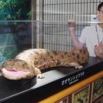 オオサンショウウオのリアルな模型 名張市役所1階に登場