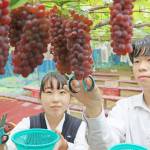 甘くて大粒 ブドウ狩り始まる 名張・青蓮寺湖観光村