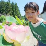 大輪のハス見頃に 名張市青蓮寺で