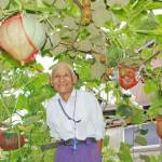 「空中カボチャ」たわわ 伊賀市の柳島さんの菜園