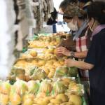 特産「白鳳梨」の出荷本格化 好天続き甘味増す 伊賀市羽根で