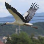 コウノトリ今年も飛来 鳥取で誕生の雄1羽 伊賀市上之庄の田で羽休め