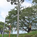 70年前の災害伝える「二八杉」 伊賀・久米川堤防